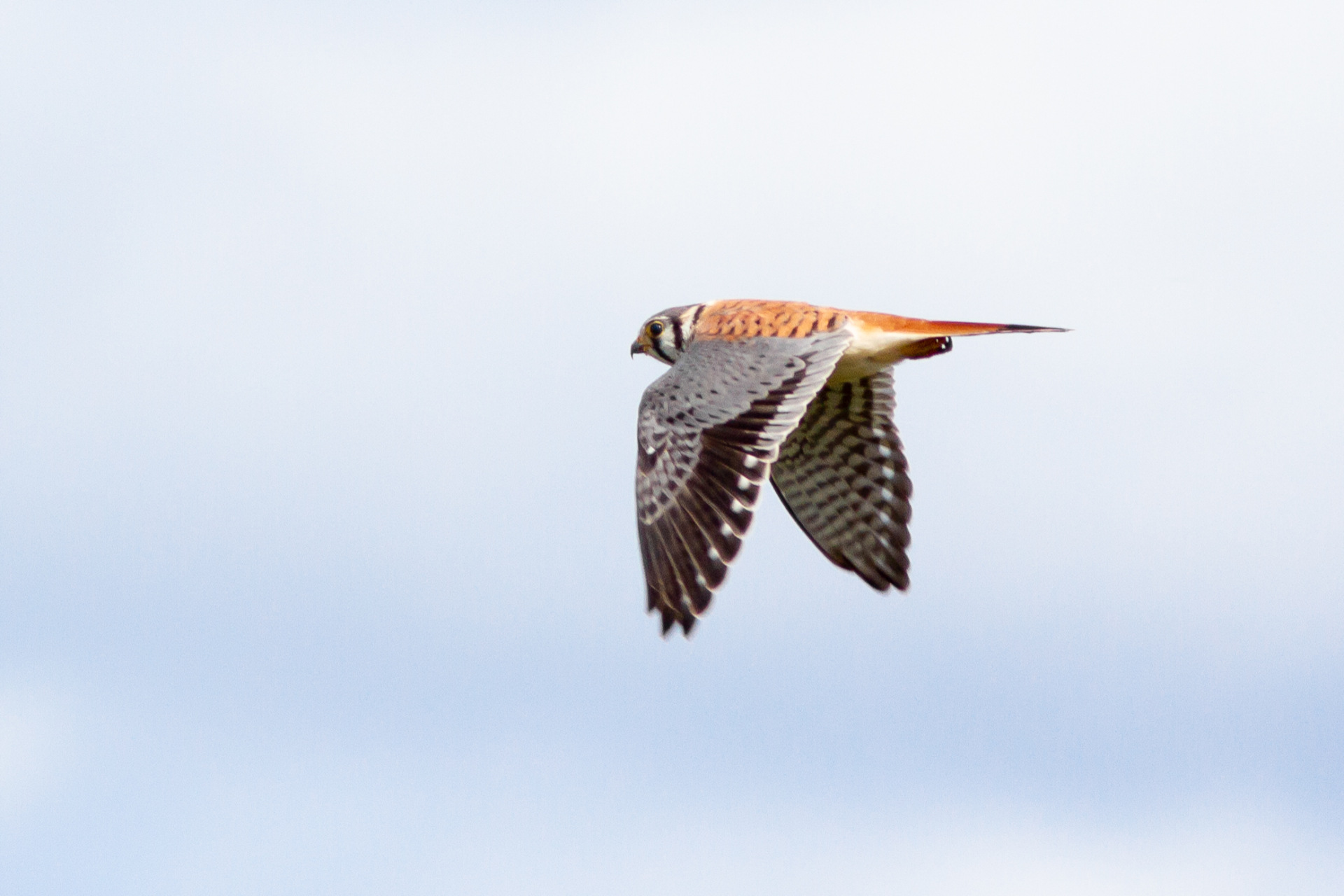 Male American Kestral flying
