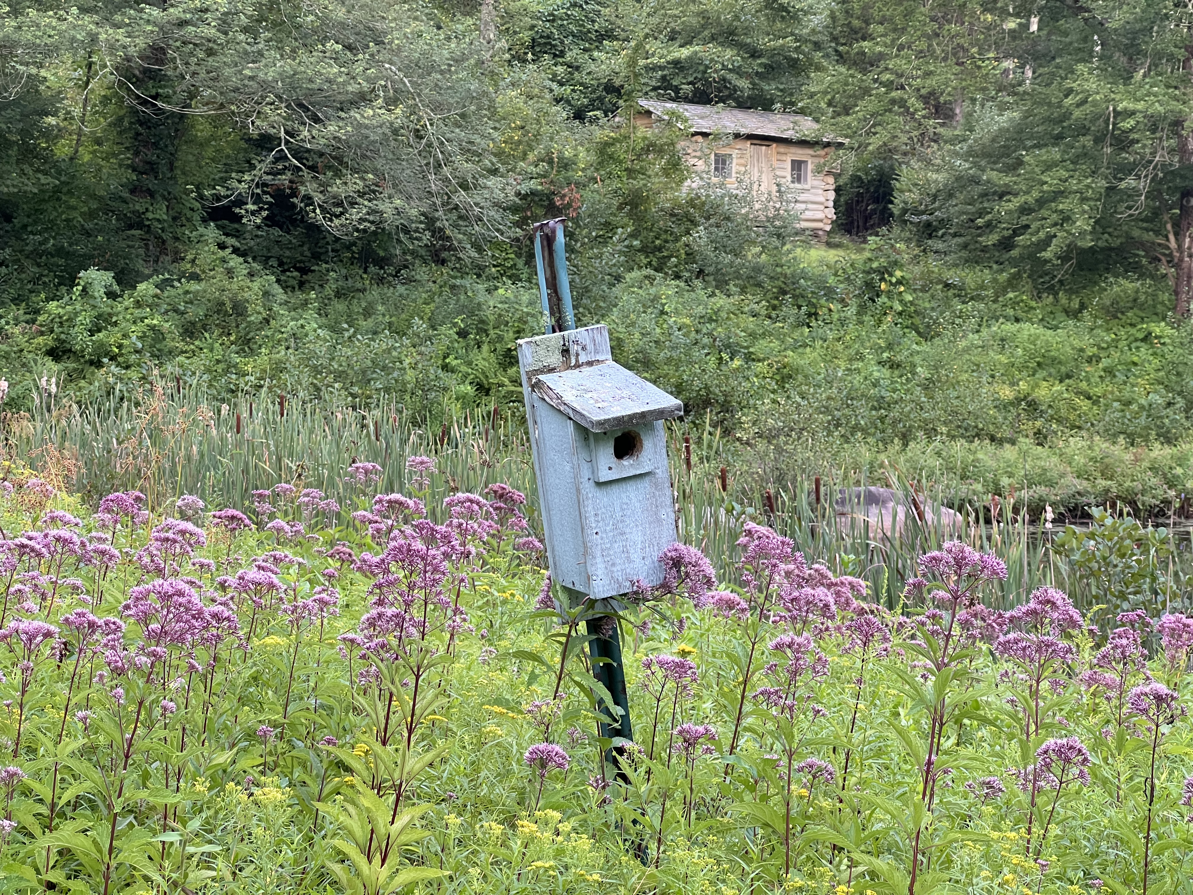 Bird box in wildflowers