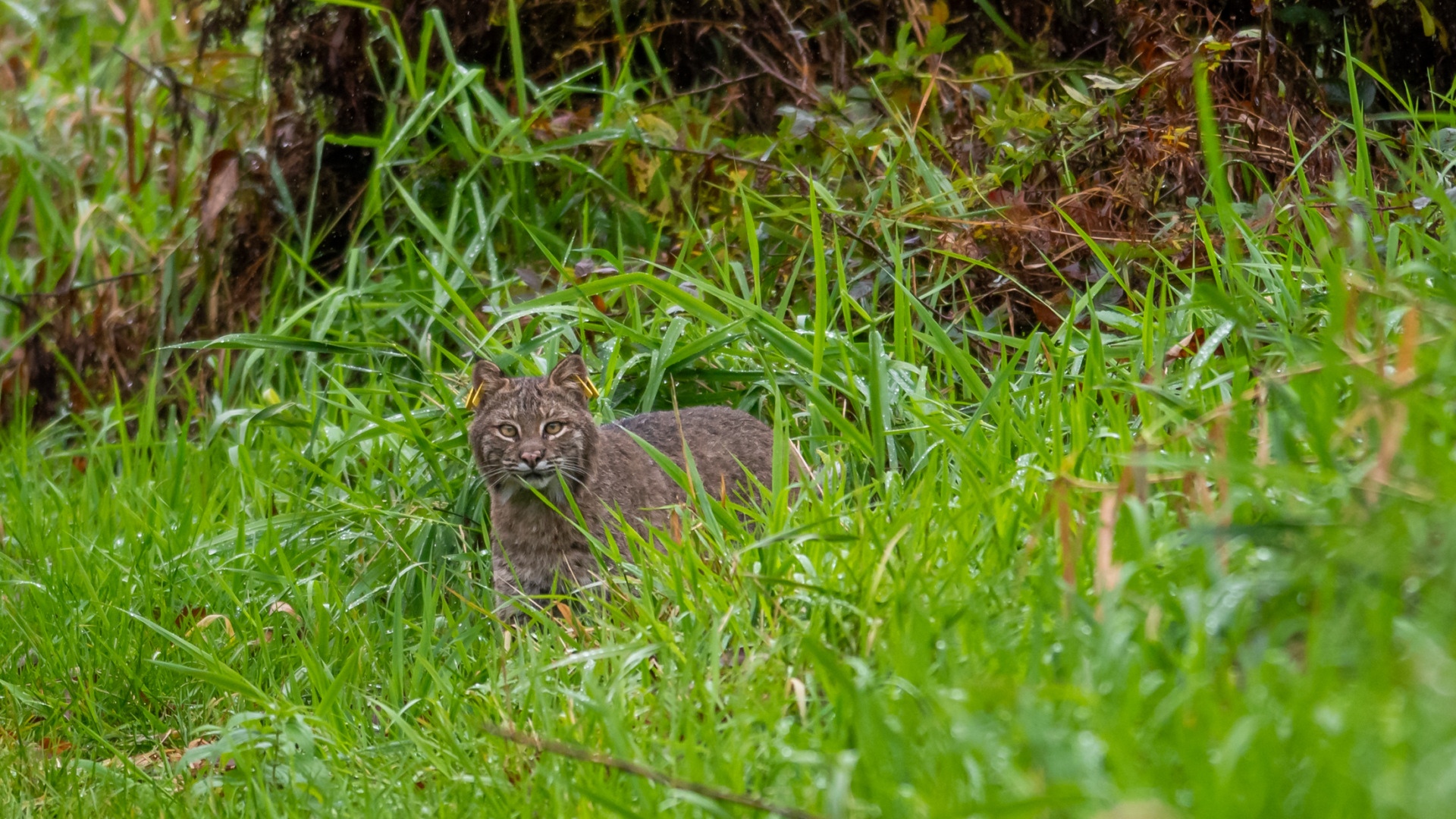 Bobcat in the grass