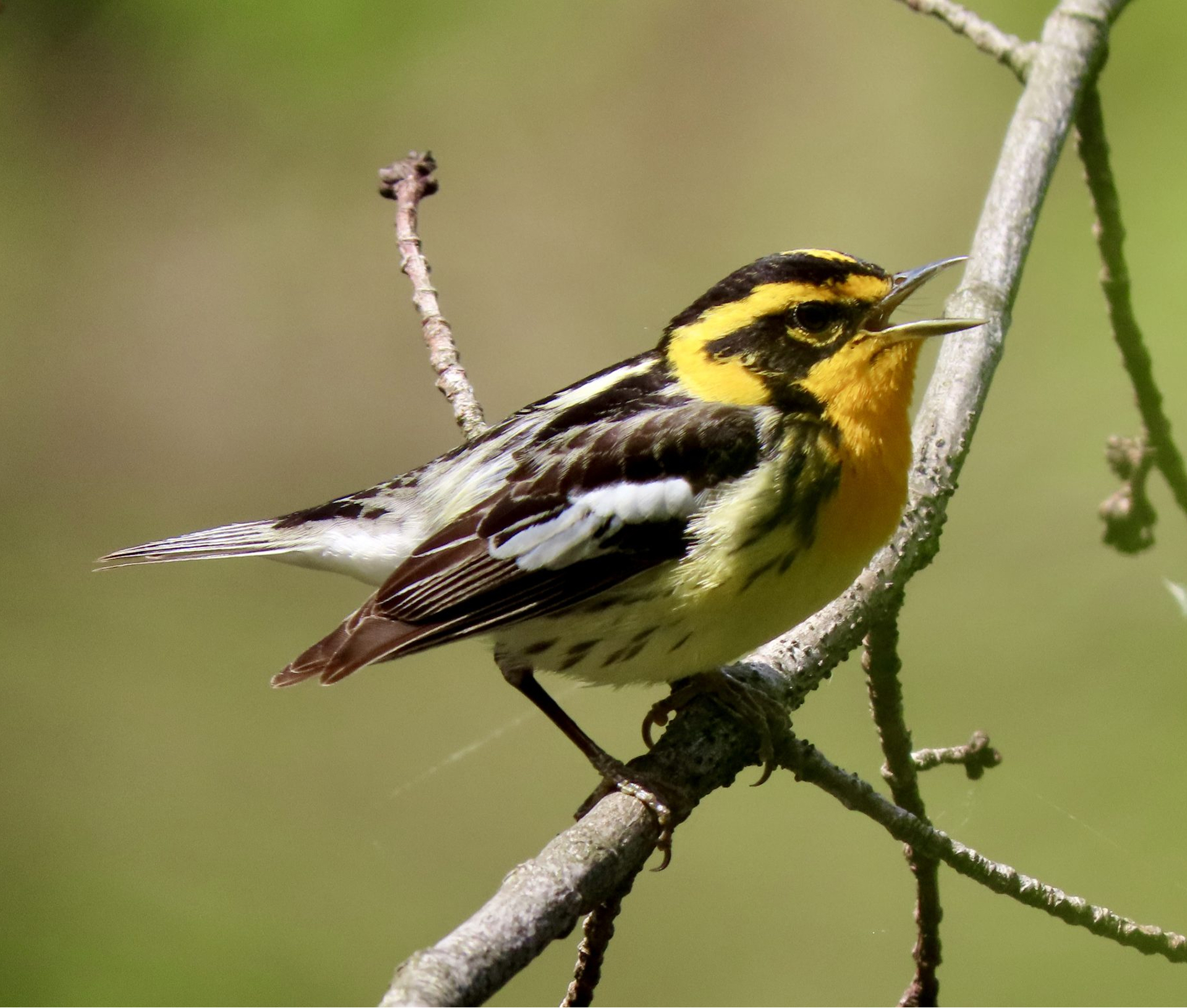 Blackburnian Warbler