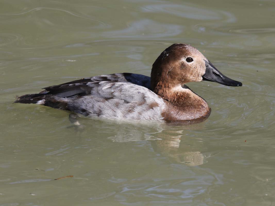 Canvasback female1 Jan2011