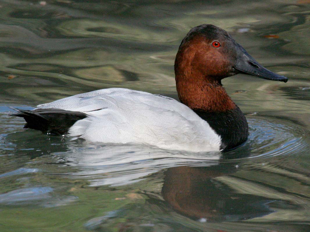 CanvasbackDickDaniels