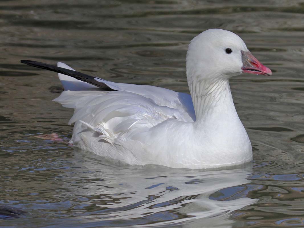 Goose, Ross 2m Jan2011DickDaniels